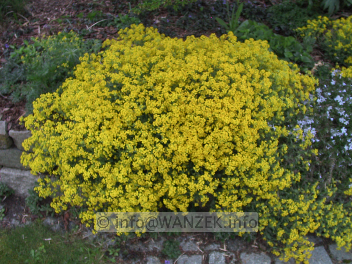 Alyssum saxatilis Citrinum.JPG